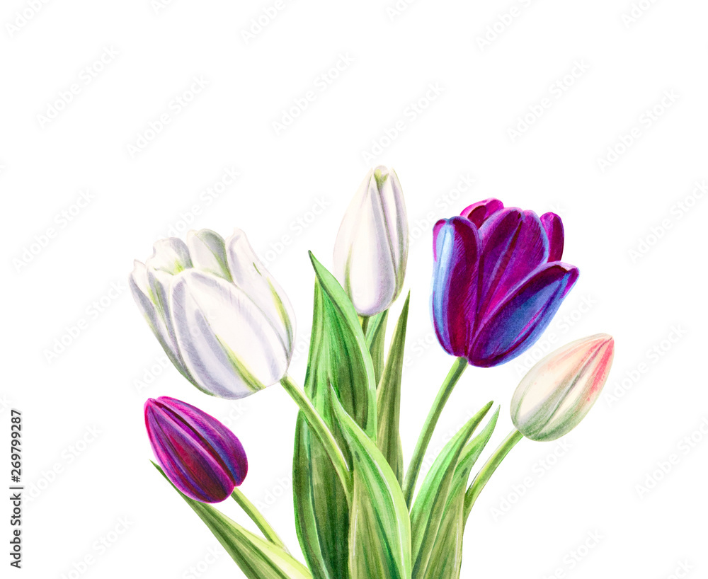 Bouquet of beautiful black and white tulips. Floral collection. Marker drawing. Watercolor painting. Flower composition of design elements. Greeting card. Painted background. Hand drawn illustration. Bouquet of beautiful black and white tulips. Floral collection. Marker drawing. Watercolor painting. Flower composition of design elements. Greeting card. Painted background. Hand drawn illustration.