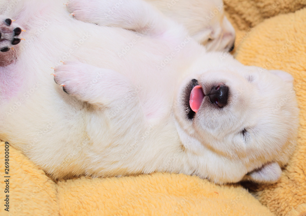 sleeping puppies sleeping puppies