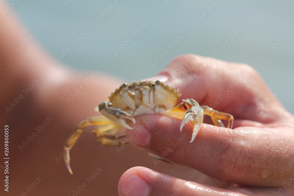 Crab in hand close up