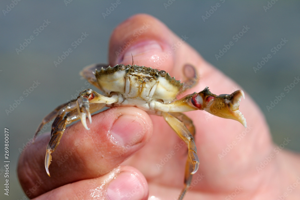 Crab in hand close up