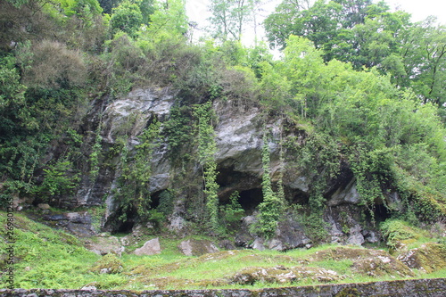 forest in the mountains