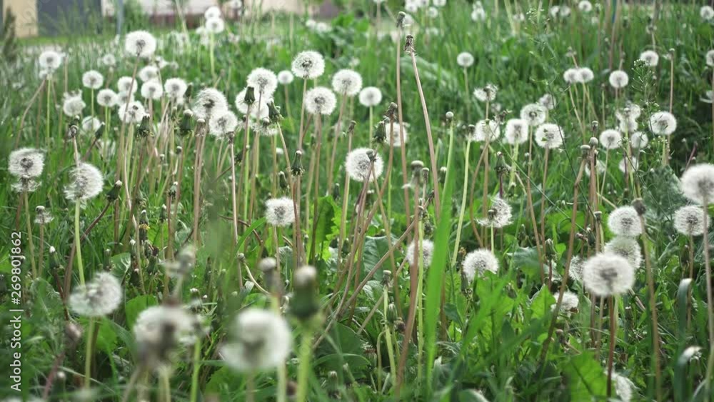 Dandelions in grass, shallow depth of field, handheld Dandelions in grass, shallow depth of field, handheld