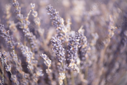 Delicate floral background close-up, lavender flowers toned photo