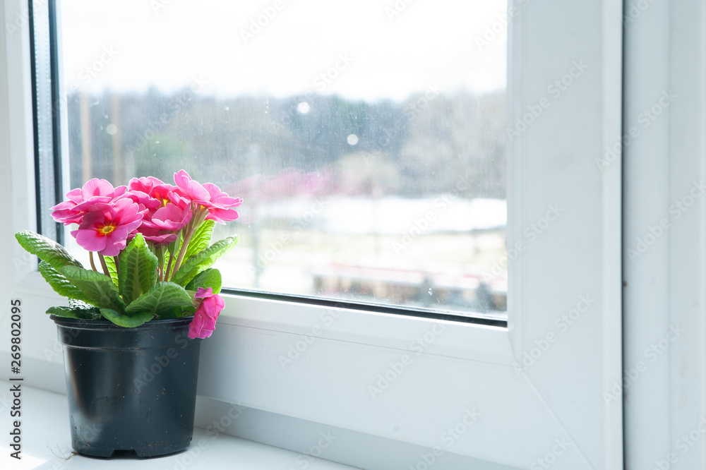  Spring still life, houseplant flowerpots on the windowsill,   pink primula, space for text