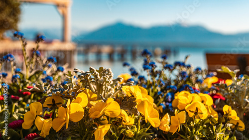 Flowers in spring with the famous Chiemsee - Bavaria - Germany in the background