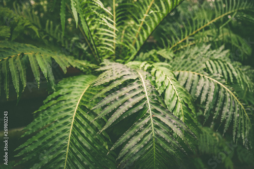 Green leaves of tropical fern plants, green jungle summer background in vintage tone