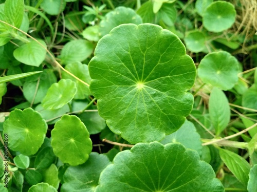Water Pennywort or Hydrocotyle verticillata plant with leaves round shape and dark green in the garden