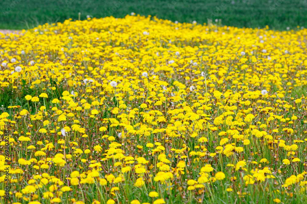 Obraz premium Dandelions in the field