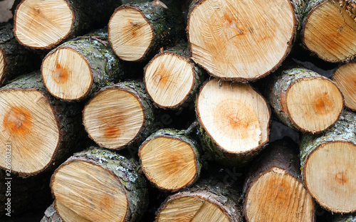 Texture of the logs