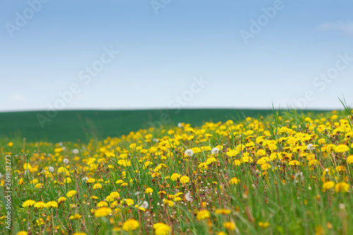 Dandelions in the field