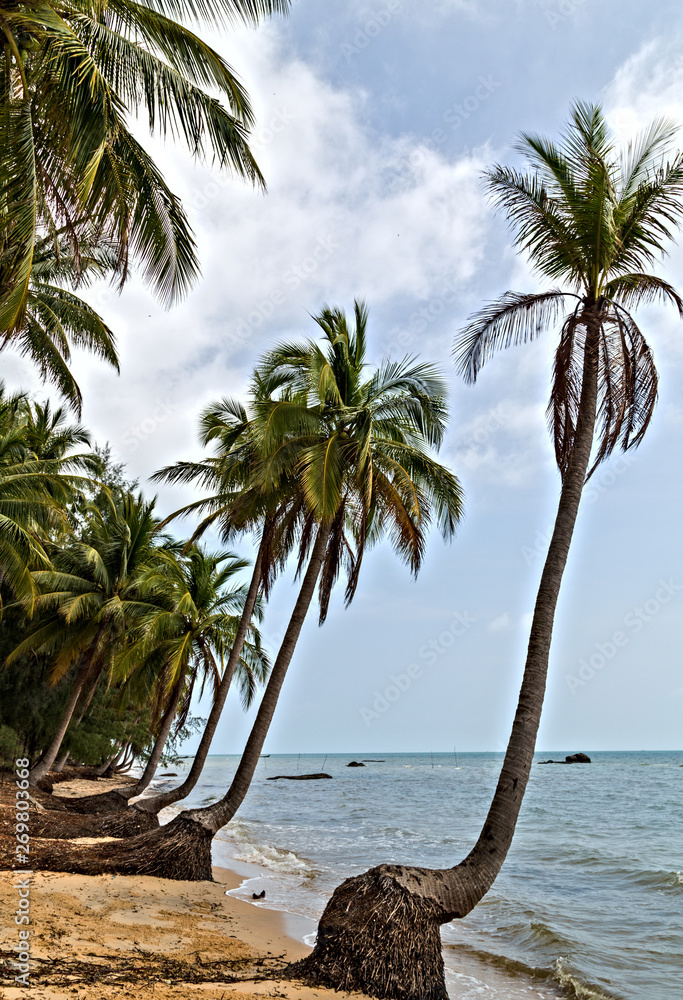 Obraz premium Palm Summer Hot Nature tropical background