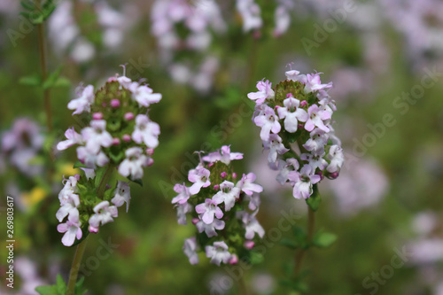 Thymus vulgaris common thyme, German thyme, garden thyme. Thymus vulgaris is a species of flowering plant .Thyme is any of several species of culinary and medicinal herbs,variety with pale pink flower