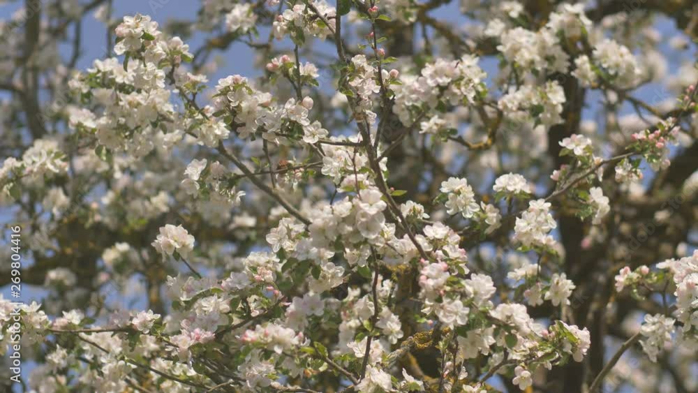 Twigs of flowering apple trees with Russian garden in the village. Sounds of birds and lively villages. Twigs of flowering apple trees with Russian garden in the village. Sounds of birds and lively villages.