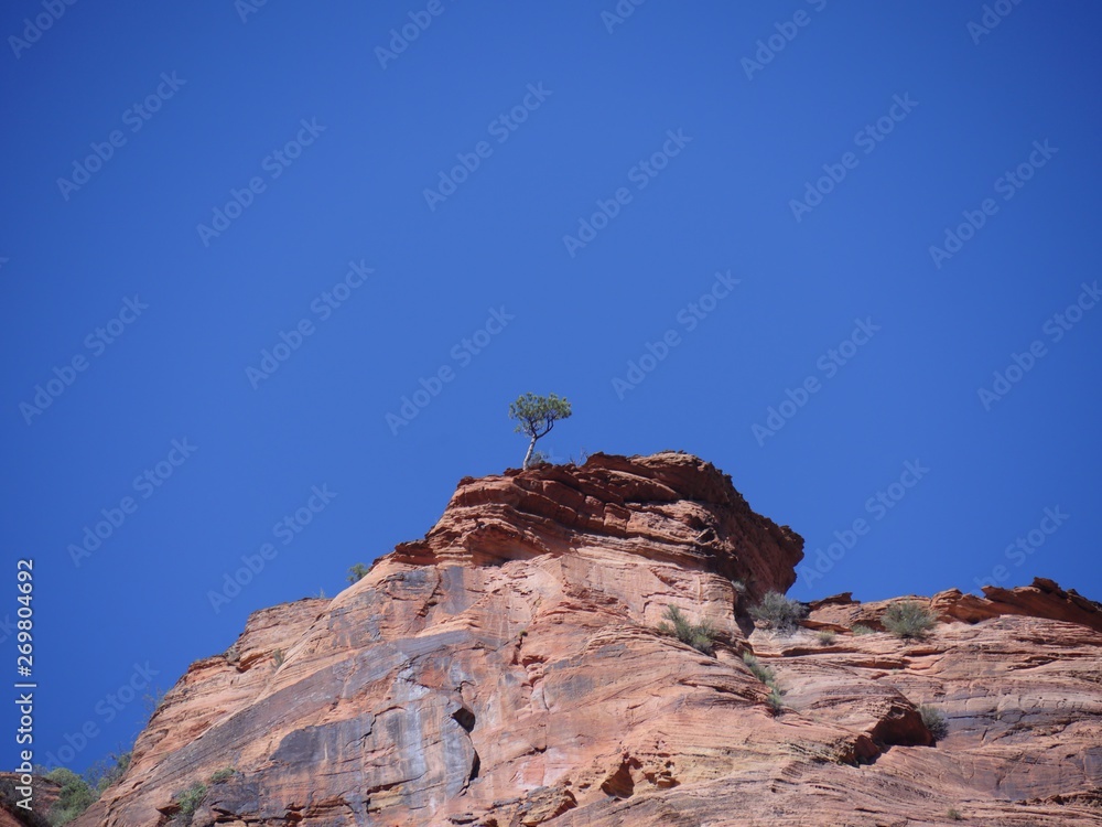 A small ltree grows on edge of a red rocky cliff at at Zion National Park, Utah.