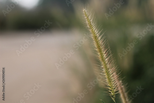 ดอกหญ้า