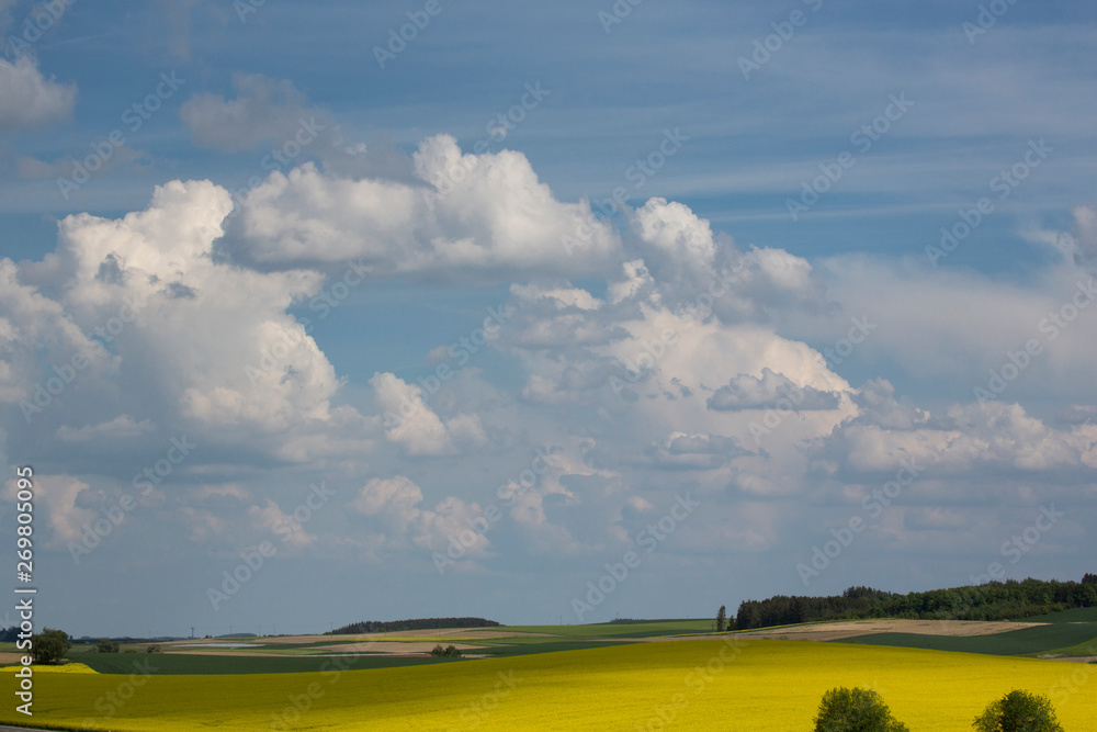 Obraz premium landscape, rape fields, rape seed