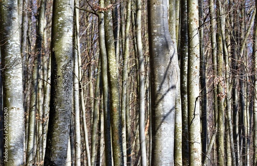 beech stems in the forest
