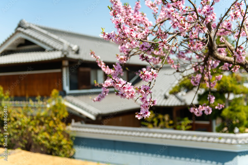 日本の家屋の前で咲いている桜の花
