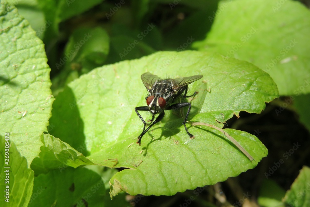 Big fly on green leaf
