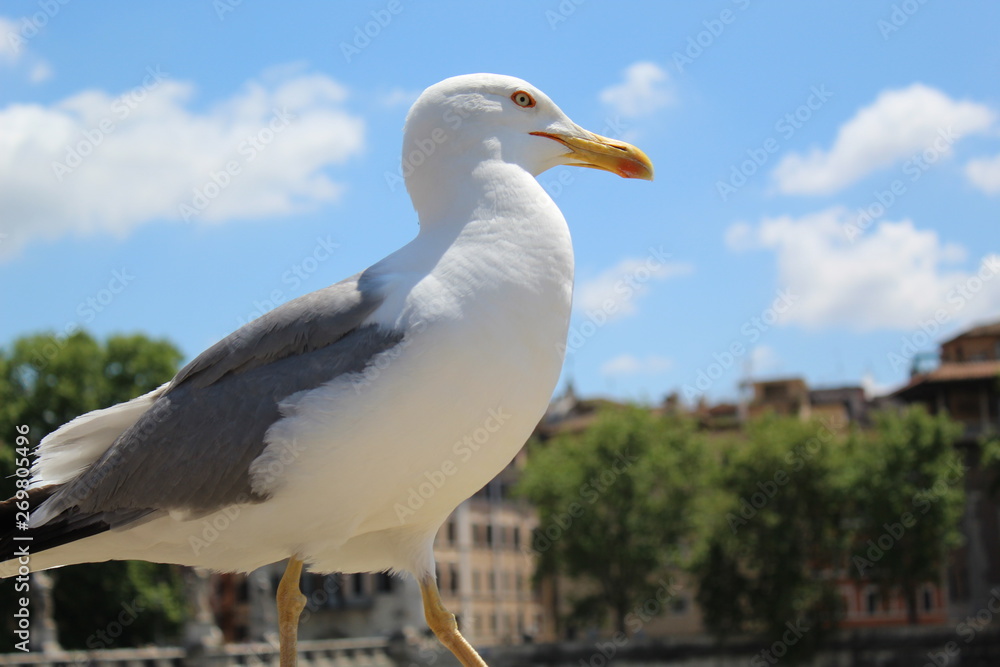 gull gull