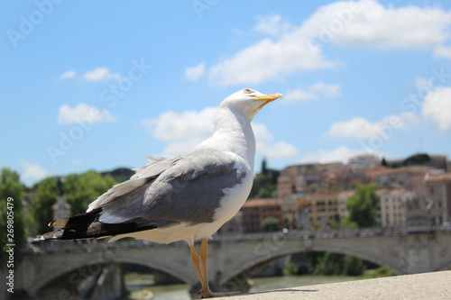 seagull on post