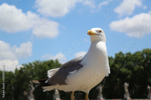 seagull on post