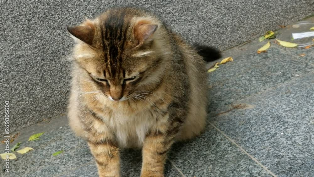 Motley cat of a brown color sits on a concrete surface and looks on the sides rotating its head. Motley cat of a brown color sits on a concrete surface and looks on the sides rotating its head.