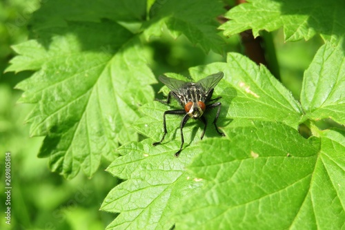 Big fly on green leaves in the garden, closeup