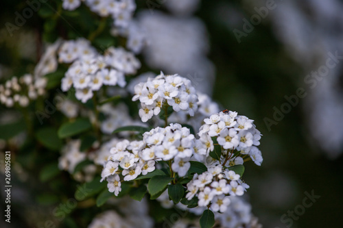 white flowers in garden