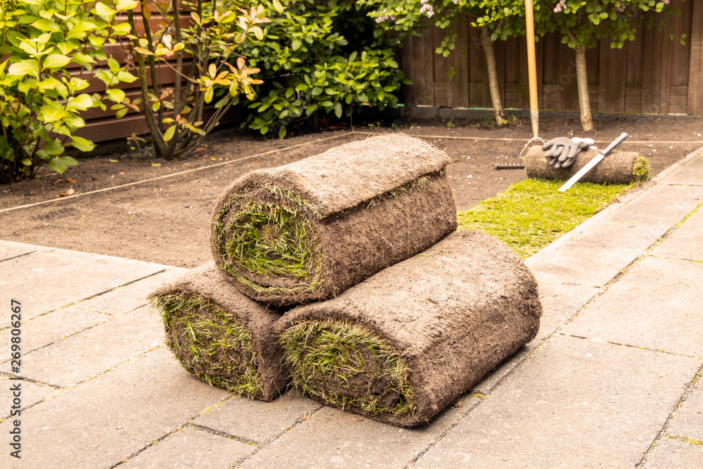 Fototapeta premium Preparing and applying natural turf rolls in the garden.- Image