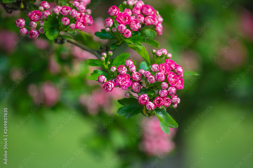 pink hawthorn flowers pink hawthorn flowers