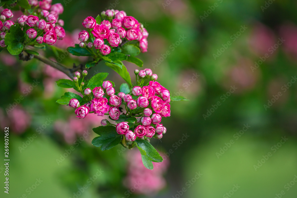 pink hawthorn flowers pink hawthorn flowers
