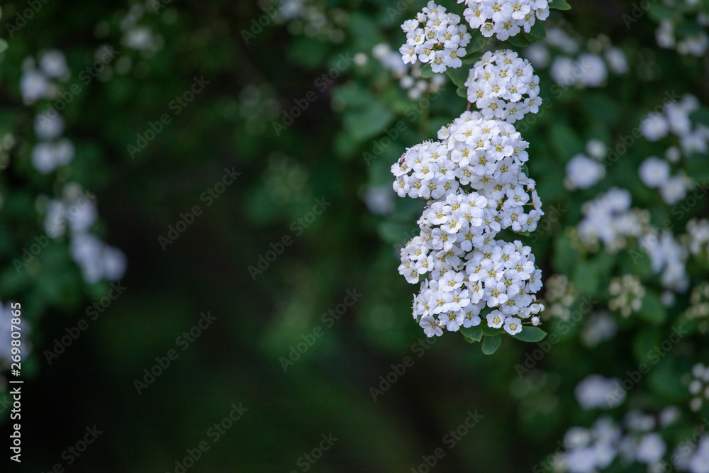 white flowers in garden
