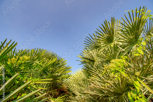 Arecaceae palm plant a clear sky background © gunungkawi