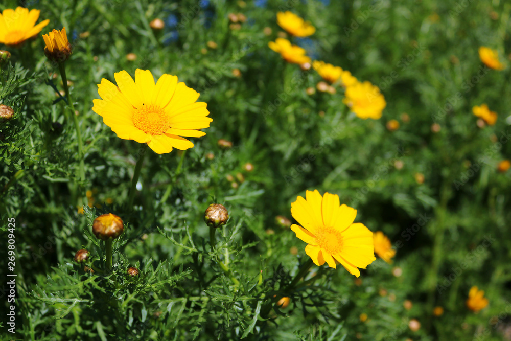 Obraz premium Yellow daisies over green background on the field
