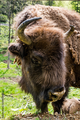 Endangered European bison (Bison bonasus) grazing on meadow