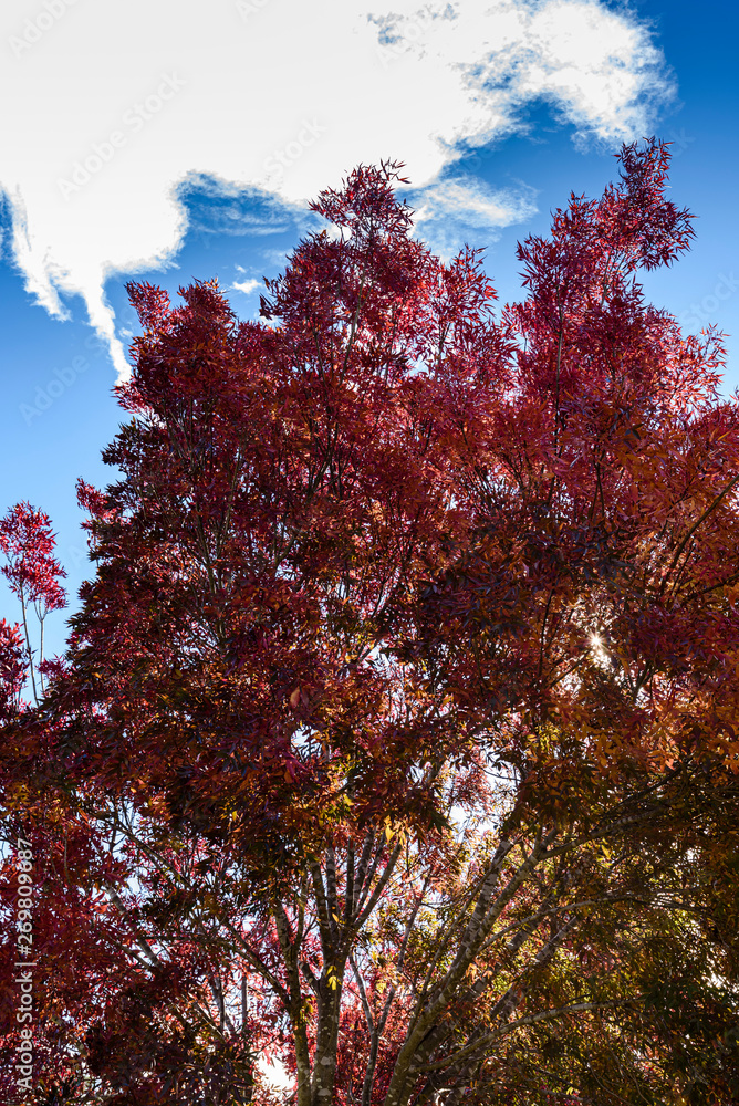 Tree with colorful autumn leaves, blue sky in the background.