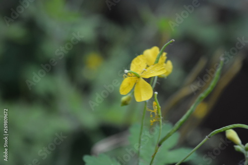 Beautiful unusual yellow flowers with seeds from the medicinal flower celandine on an unusual magical green background.