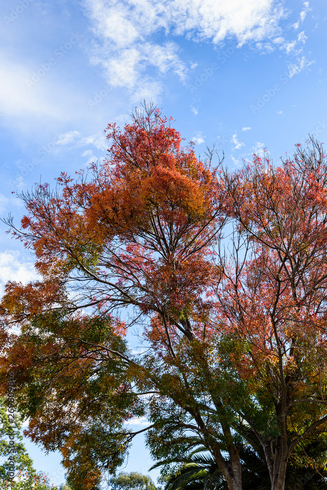 Tree with colorful autumn leaves, blue sky in the background. Tree with colorful autumn leaves, blue sky in the background.