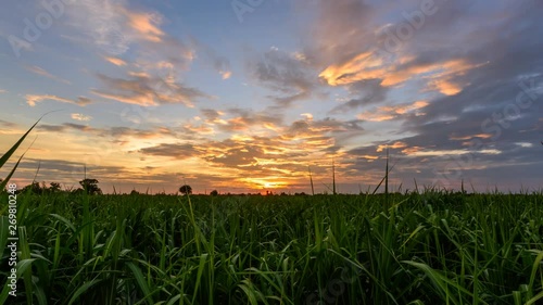 Day to night time lapse of sugarcane field in sunset time