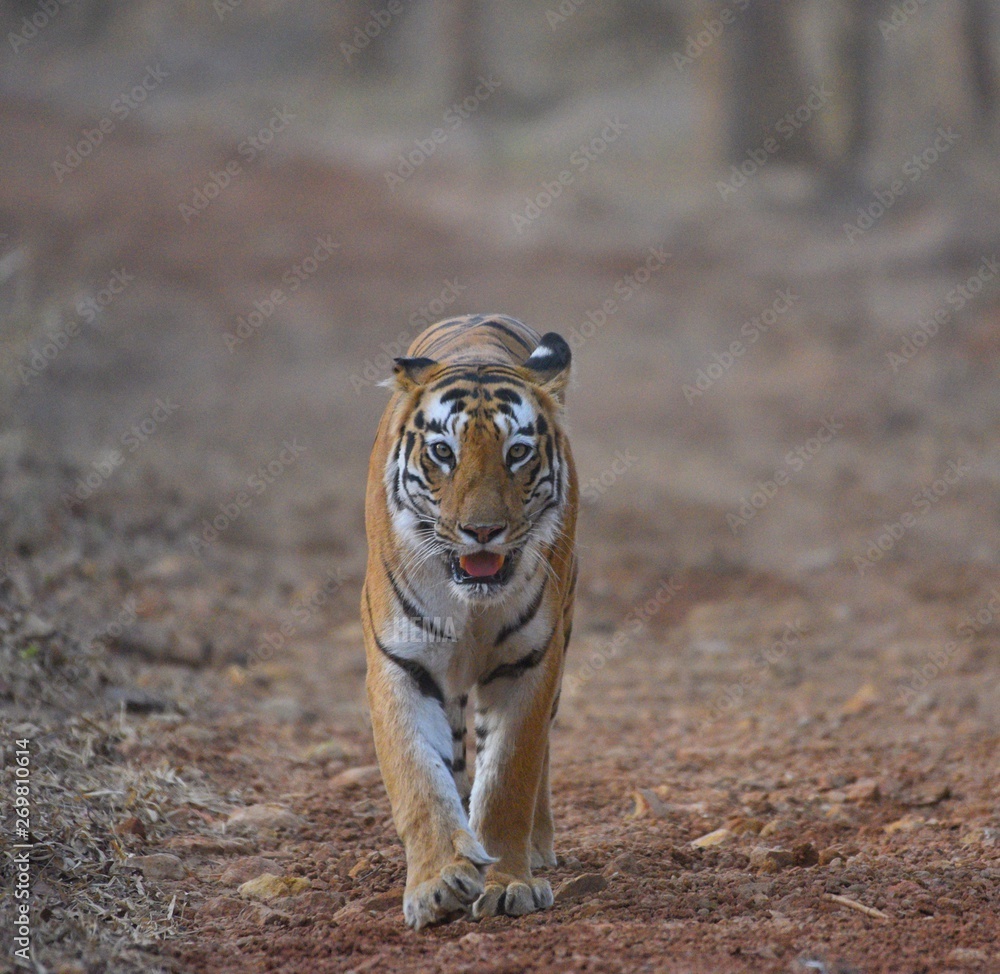 Fototapeta premium Tiger head on shot