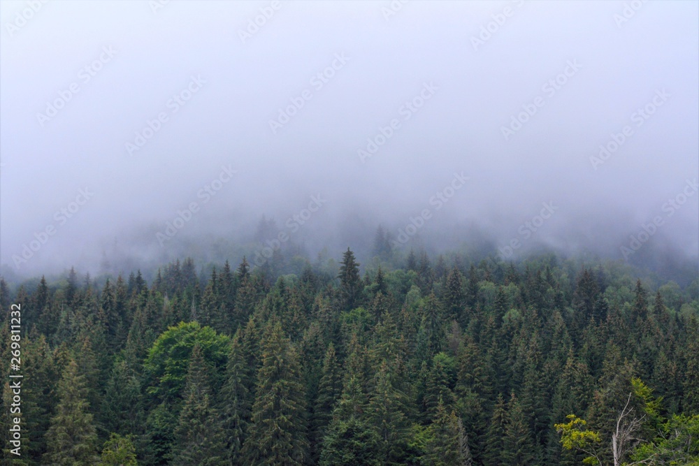 fog over the pine forest