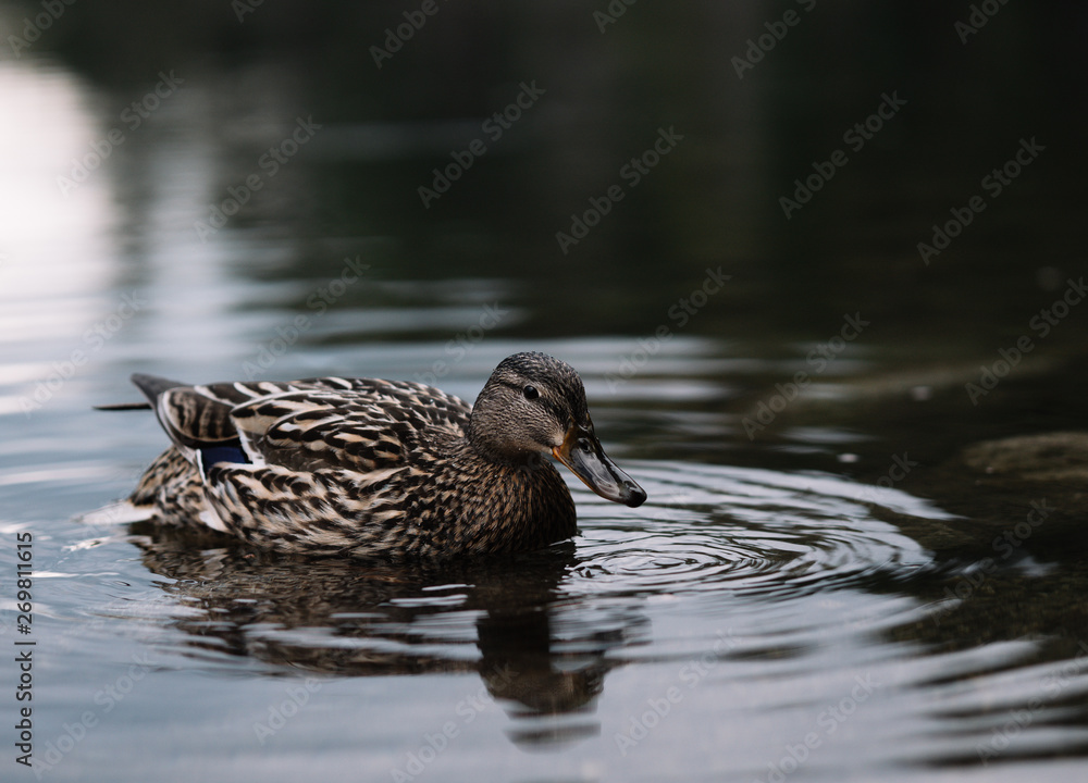 Obraz premium duck in the water