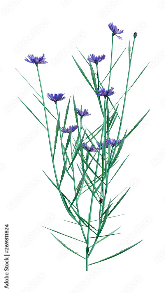 Fototapeta premium 3D Illustration Cornflowers on White