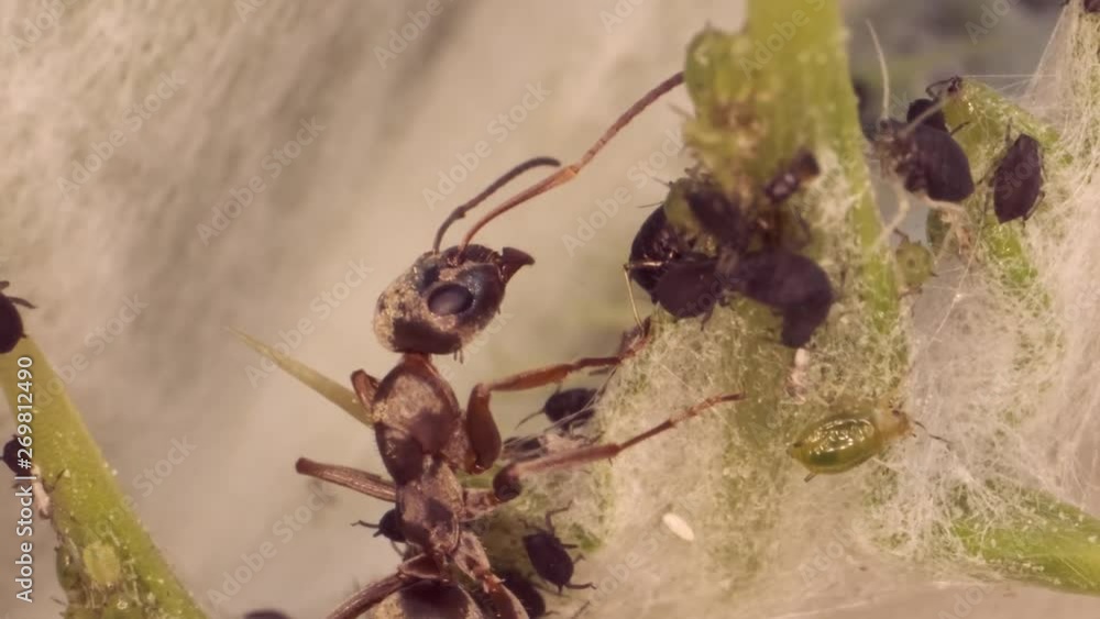 Red barbed ant milking aphids on a sheet of spear thistle. Super macro 3:1. 4K / 60fps Red barbed ant milking aphids on a sheet of spear thistle. Super macro 3:1. 4K / 60fps