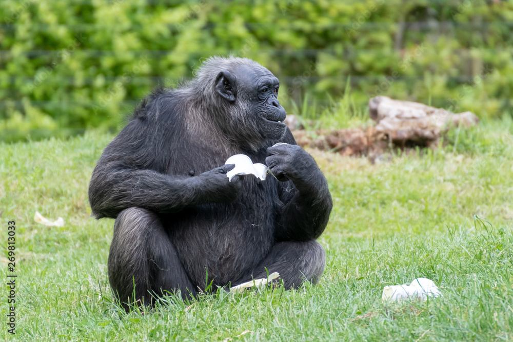 Chimpanzee looks like holding a white heart Chimpanzee looks like holding a white heart