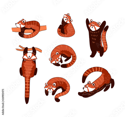 Red Panda Vector Illustration Set Of Cute Drawings Of Ailurus Fulgens Playing In Different Poses Stock Vector Adobe Stock