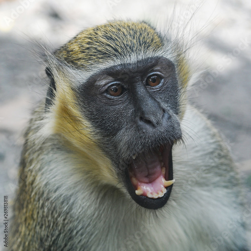Obraz na plátně Singe Grivet vue de face