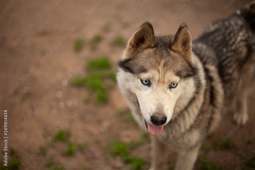 Siberian husky dog with blue eyes stands and looks ahead and smiling. House garage, green grass are on the background.