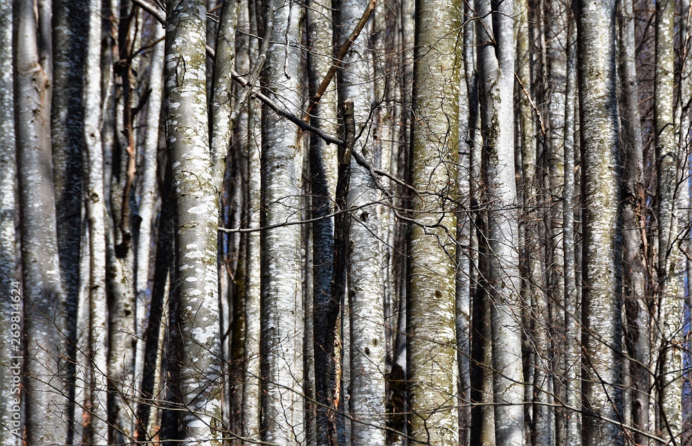 beech stems in the forest beech stems in the forest